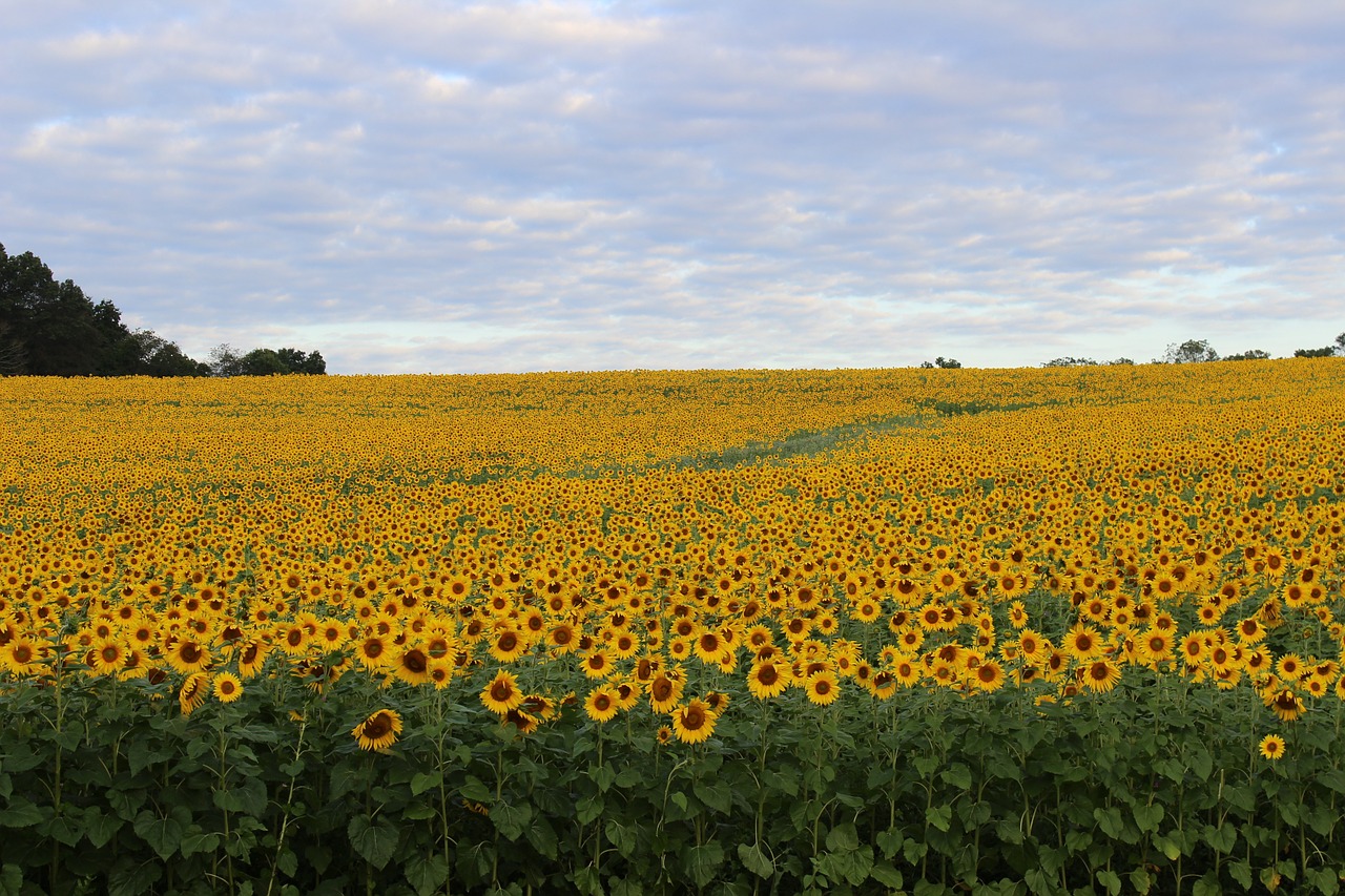 sunflower blooming flower free photo