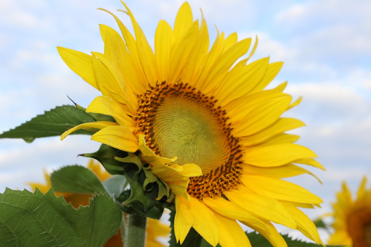 sunflower blooming flower free photo