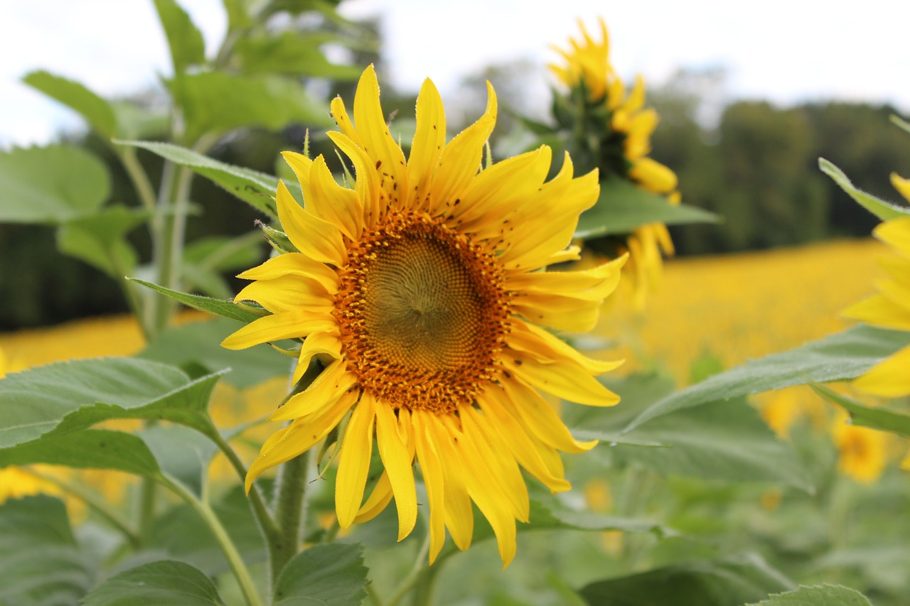 sunflower blooming flower free photo