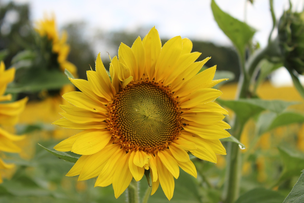 sunflower blooming flower free photo