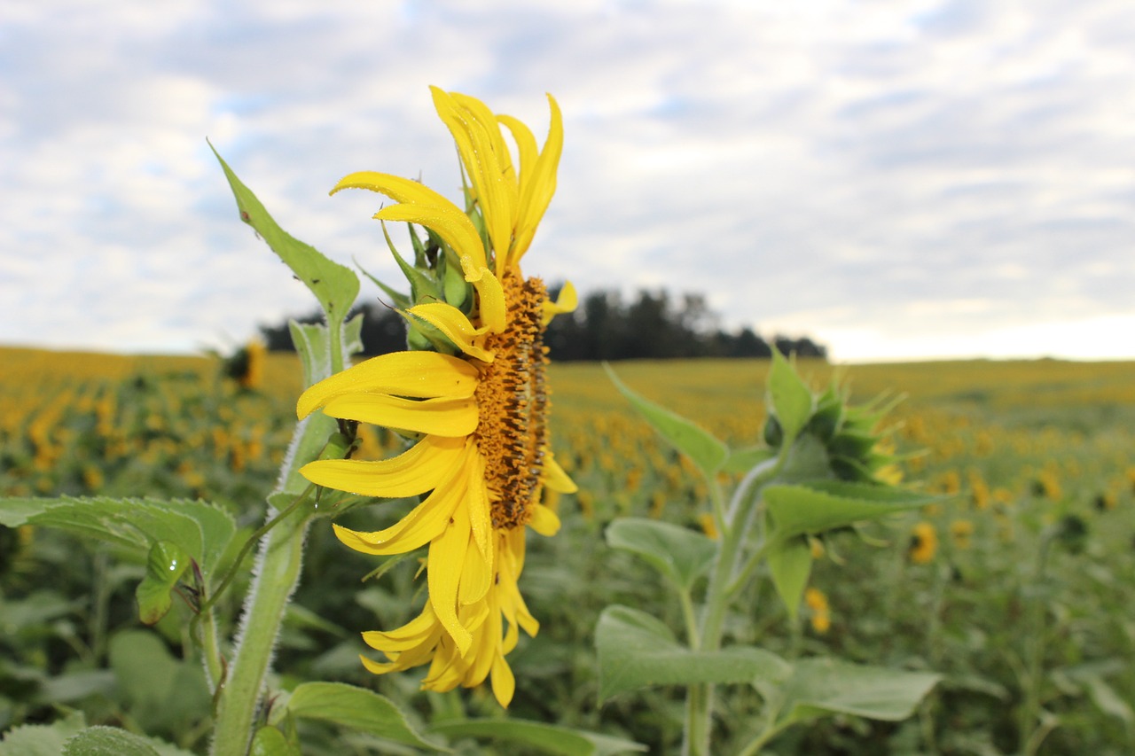 sunflower blooming flower free photo