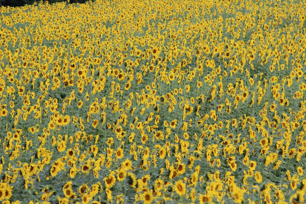 sunflower blooming flower free photo