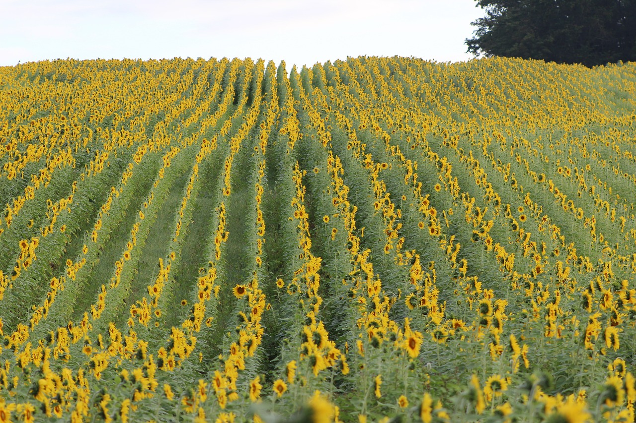 sunflower blooming flower free photo