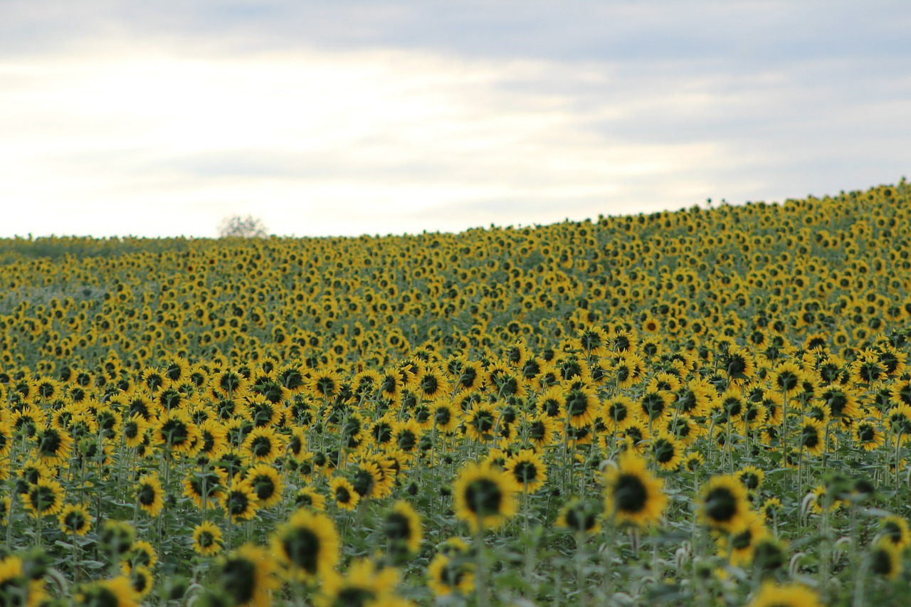 sunflower blooming flower free photo