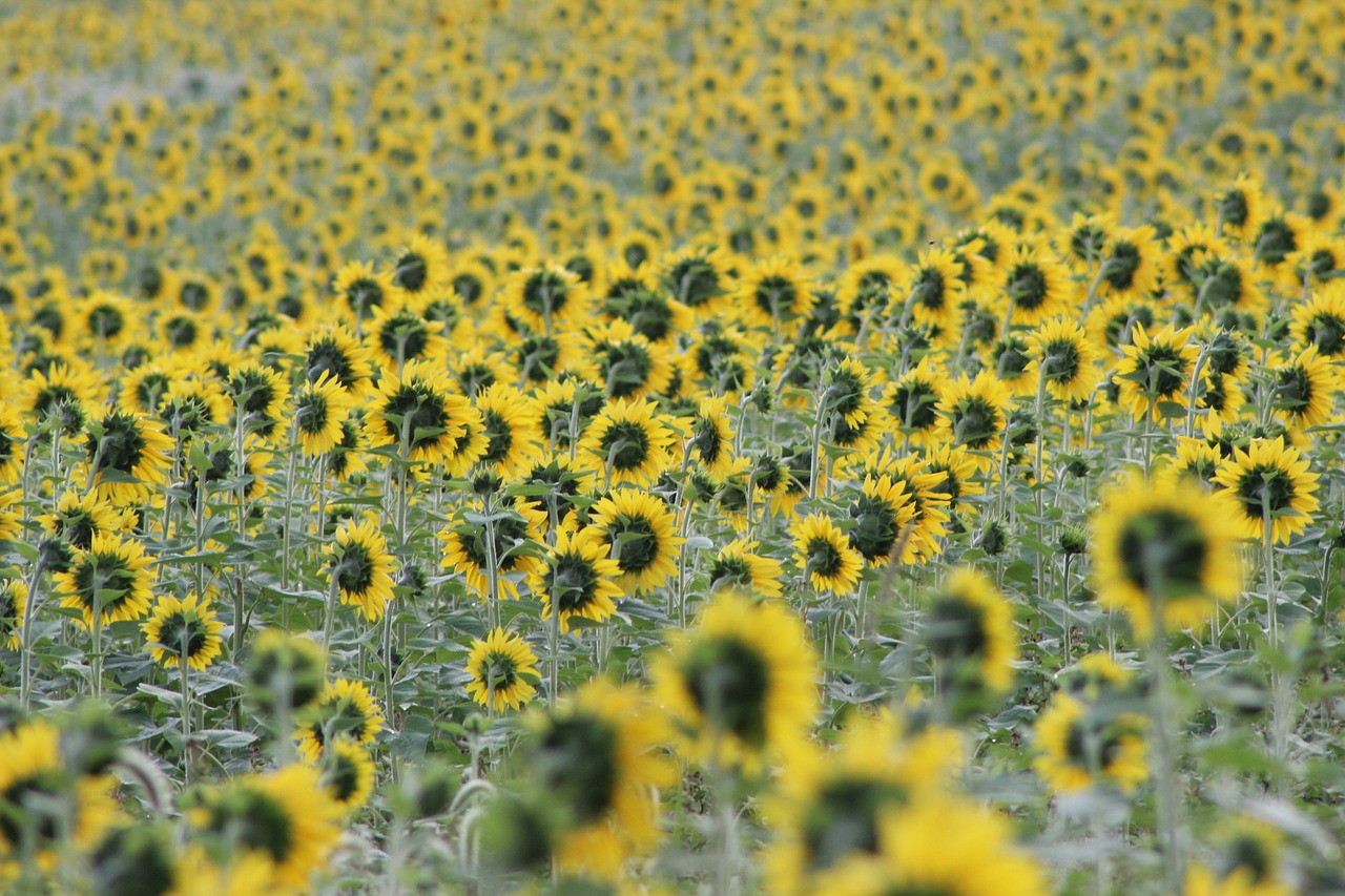 sunflower blooming flower free photo