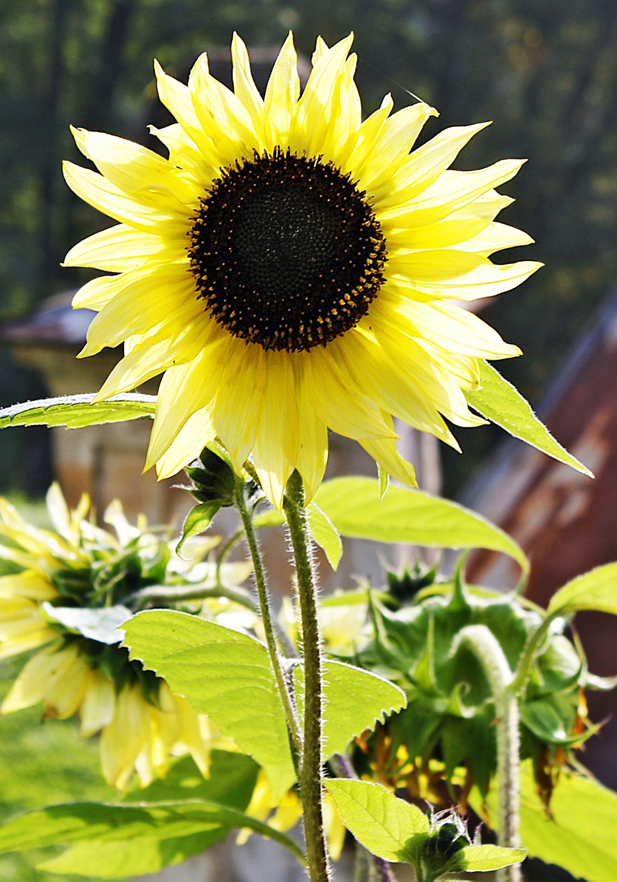 sunflower yellow flower free photo