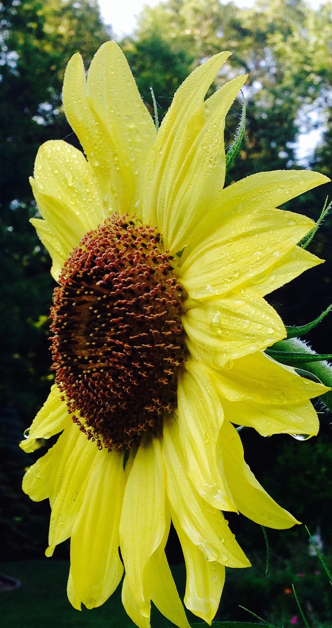 sunflower nature garden free photo