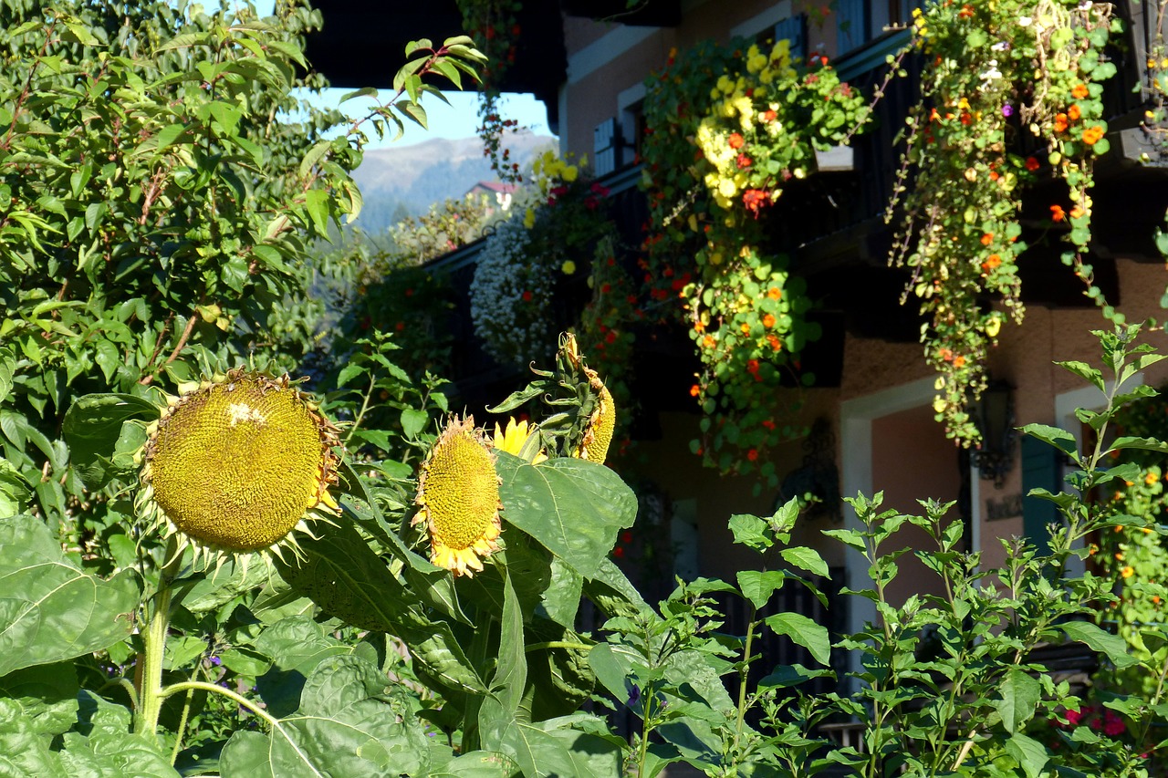 sunflower flourished from huge free photo