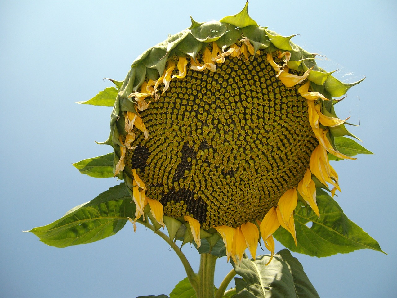 sunflower seeds plant free photo