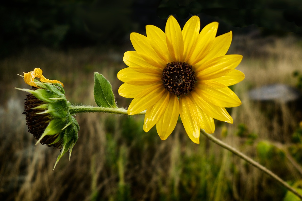 sunflower moody summer free photo