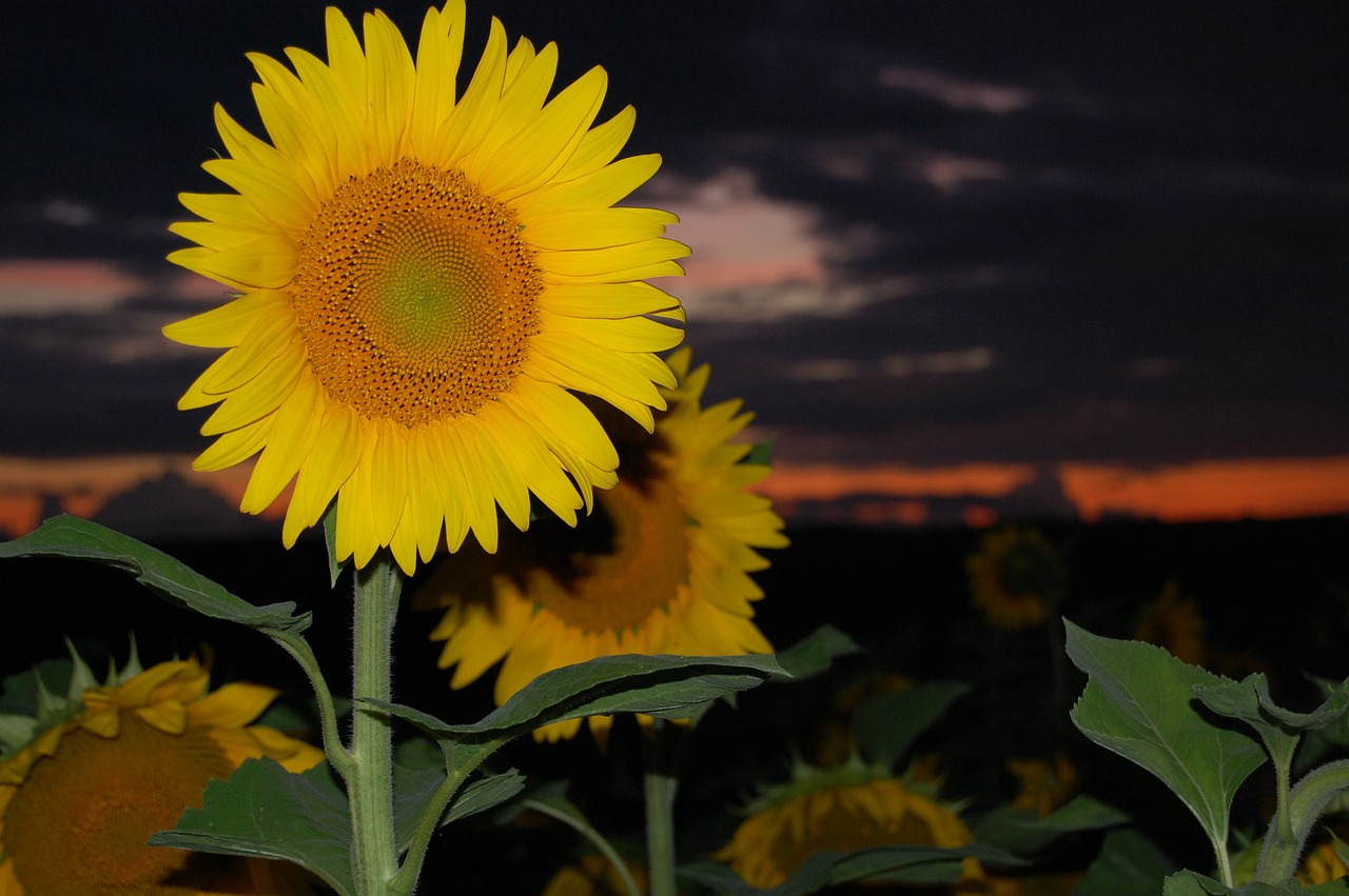 sunflower flower sunset free photo