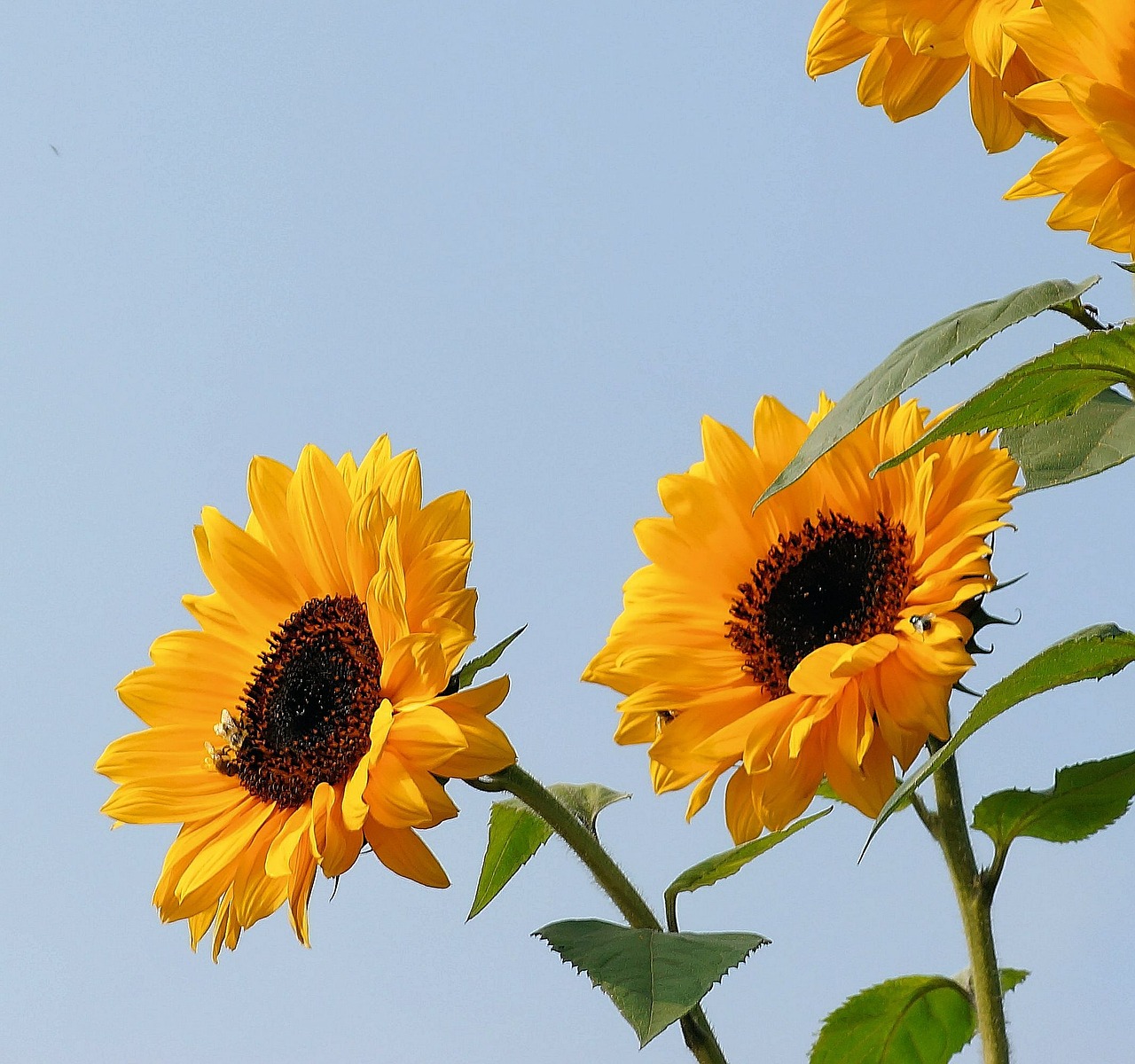 sunflower flowers yellow free photo
