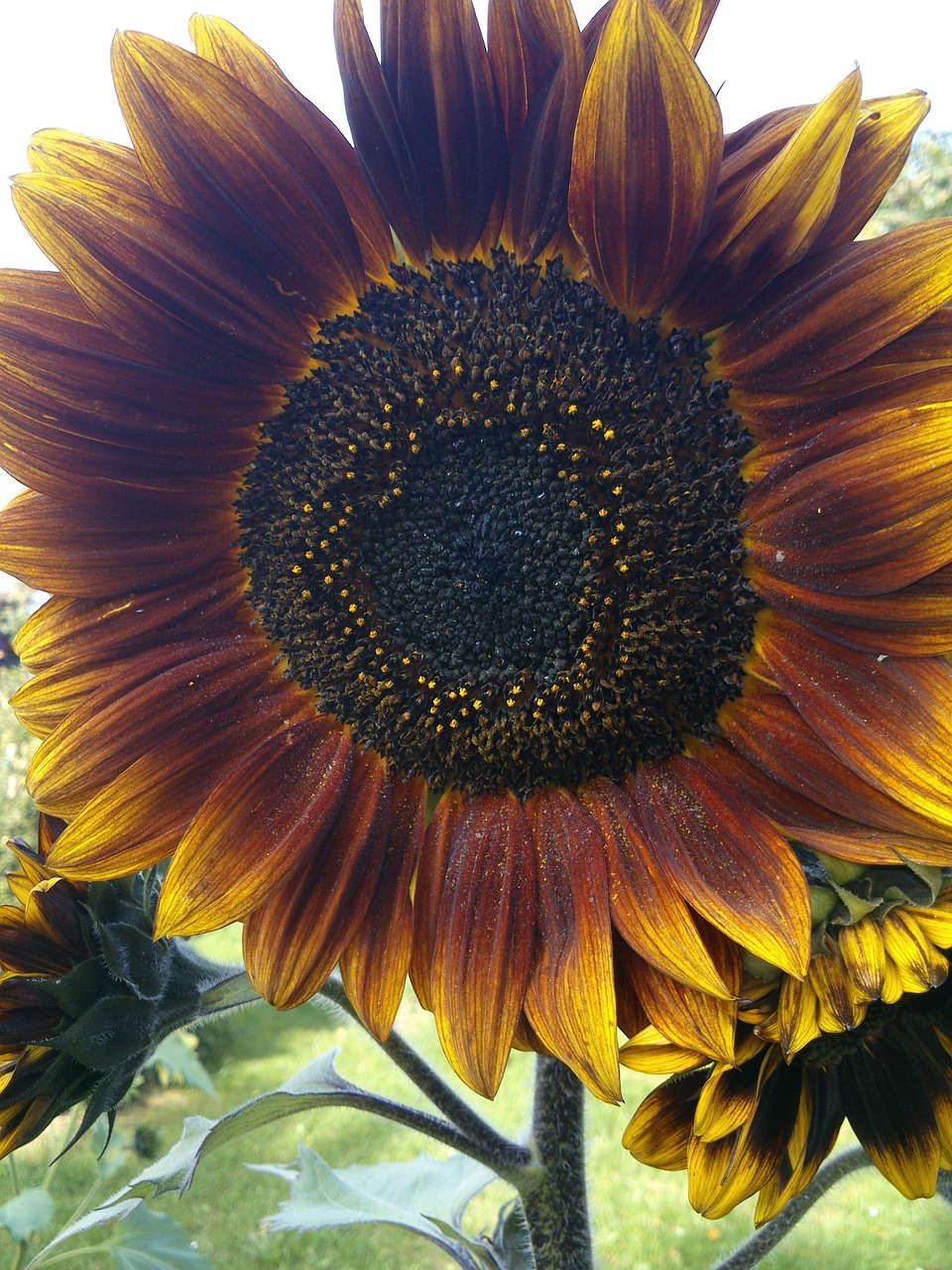 sunflower garden summer free photo