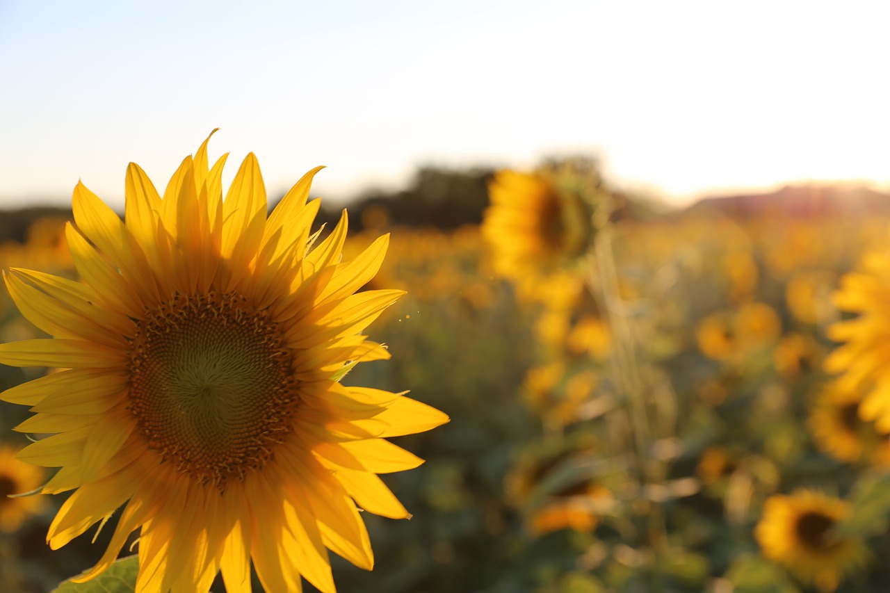 sunflower provence light free photo