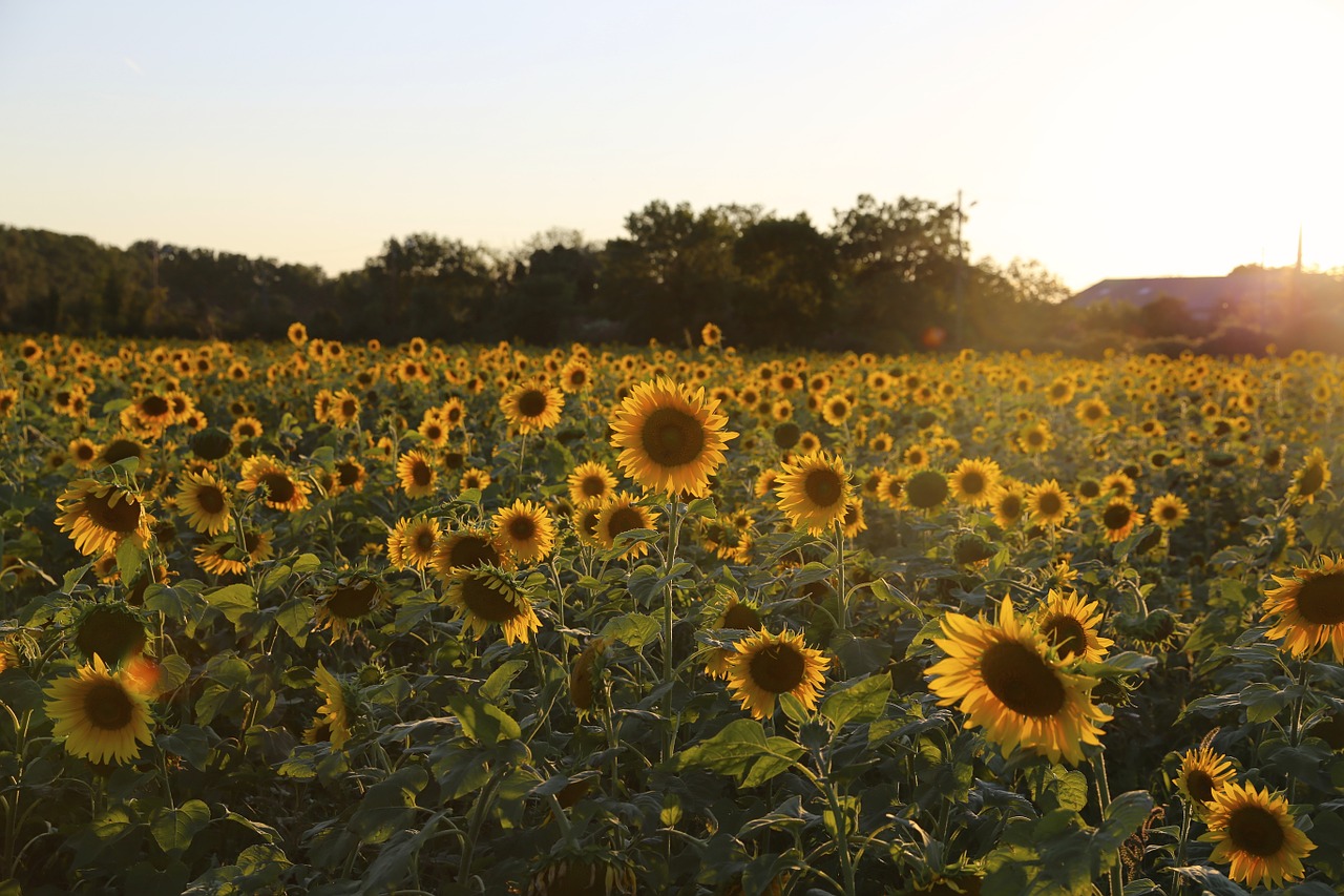 sunflower provence light free photo