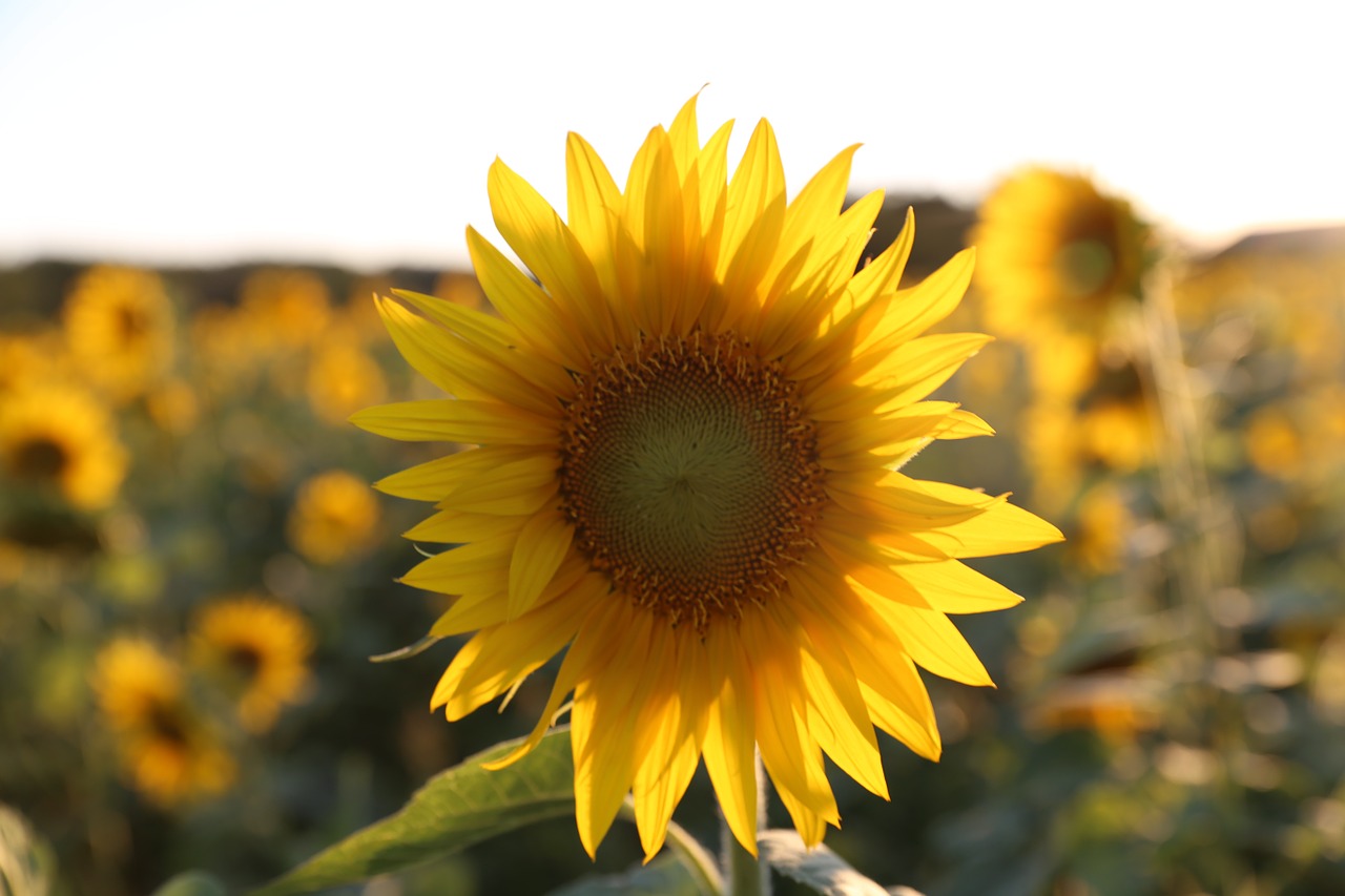 sunflower provence light free photo
