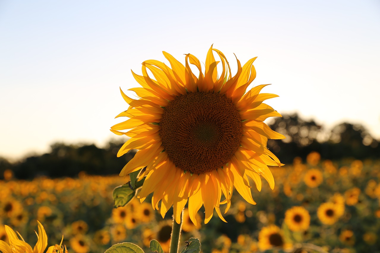 sunflower provence light free photo