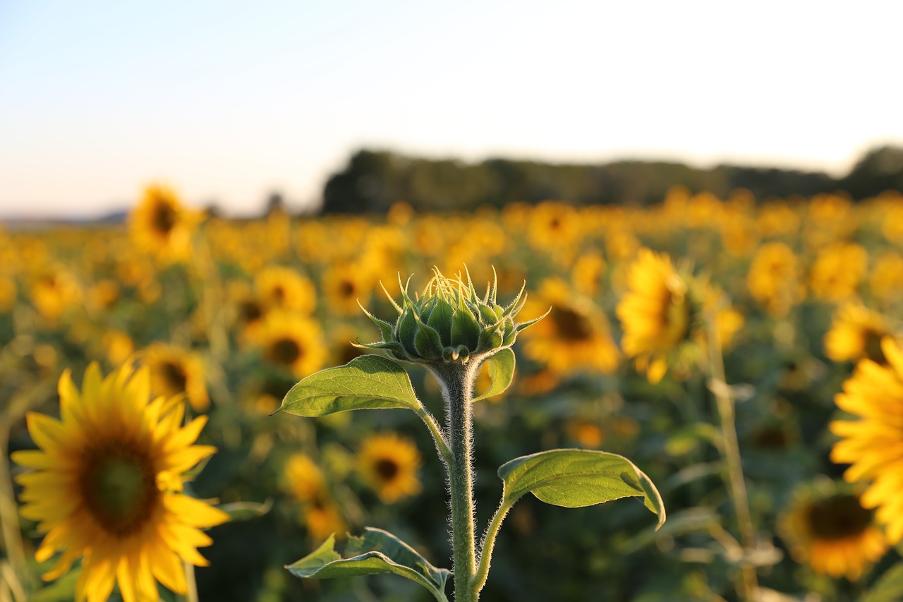 sunflower provence light free photo