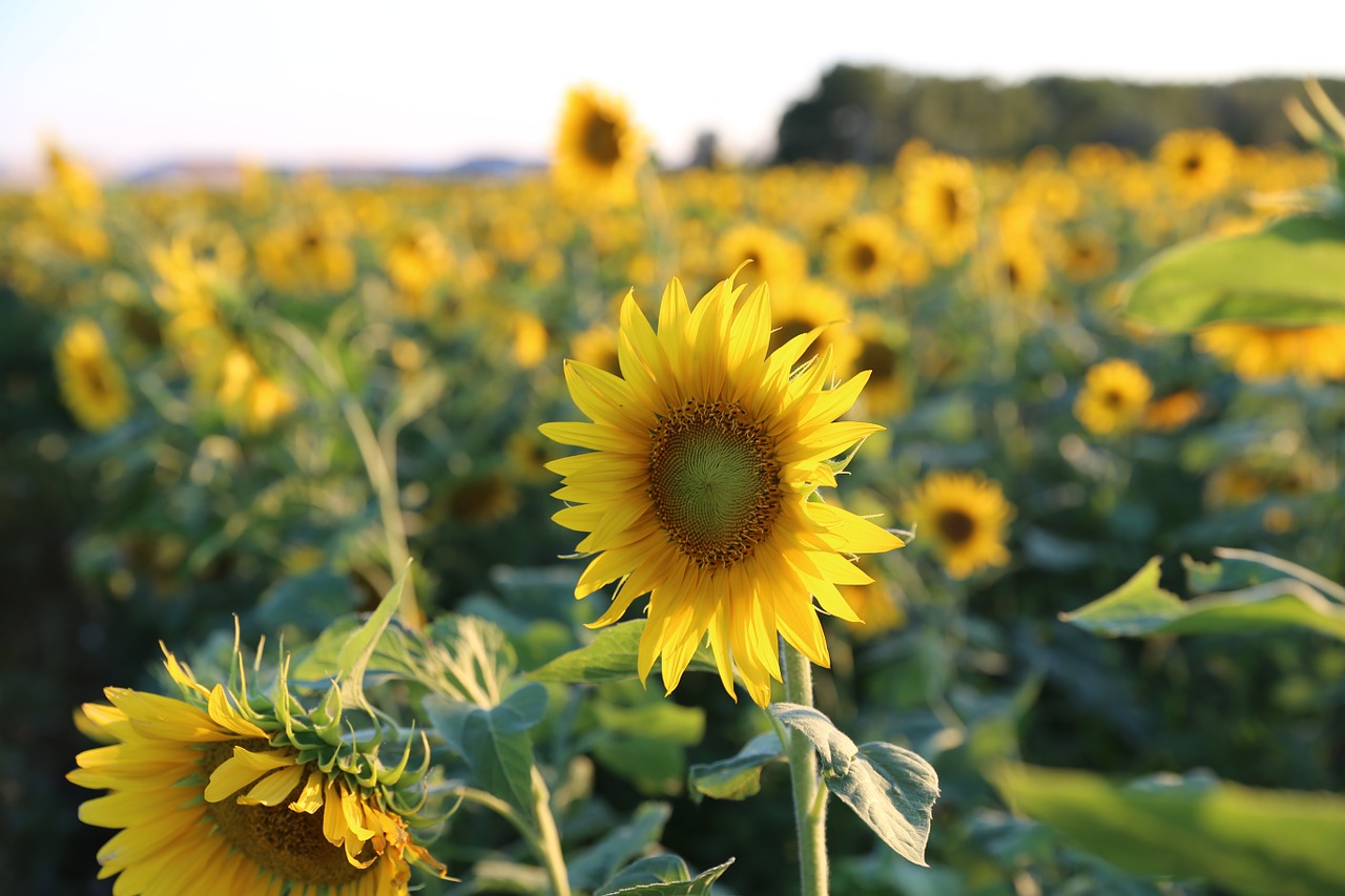 sunflower provence light free photo