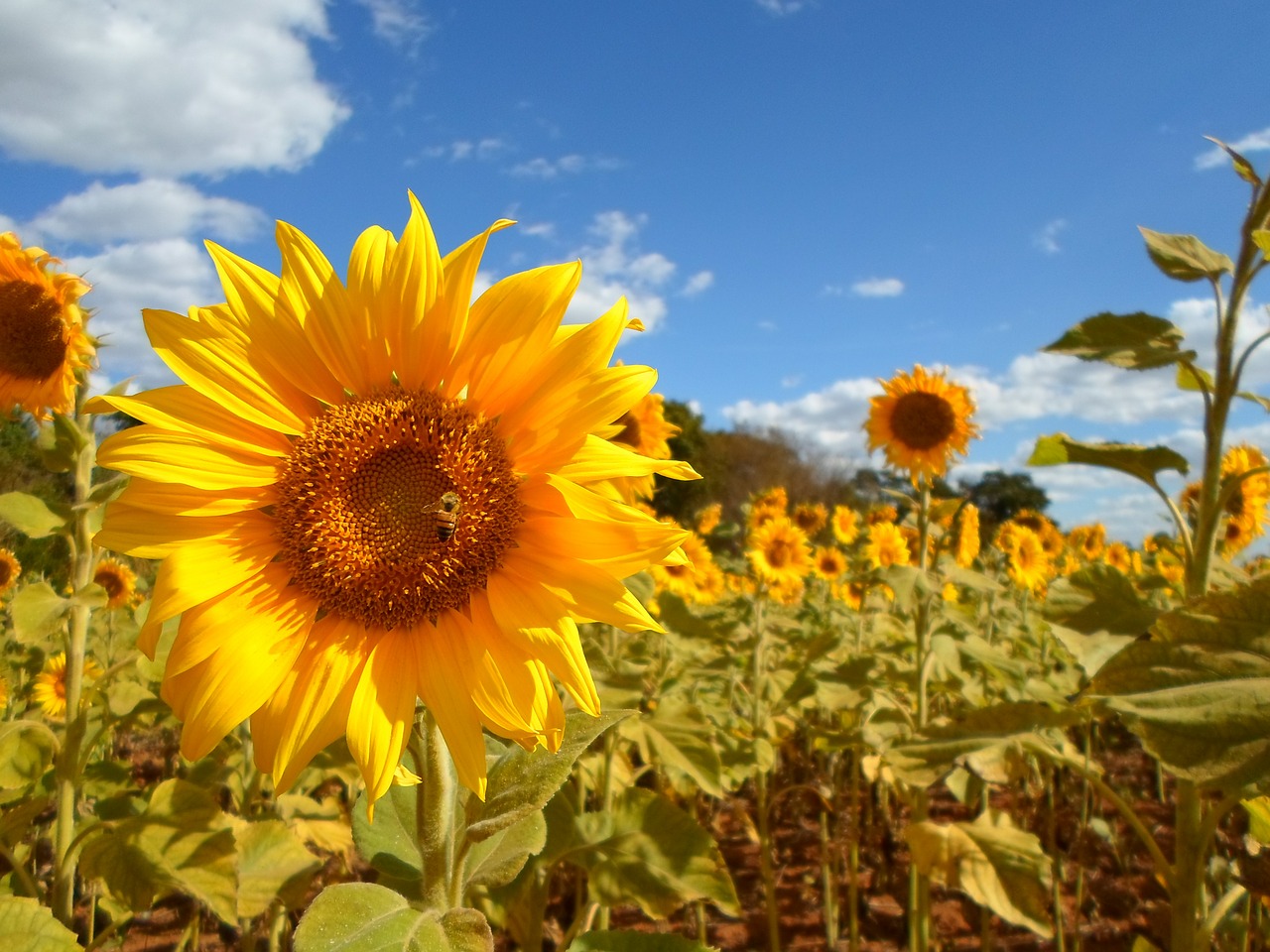 sunflower field flower free photo