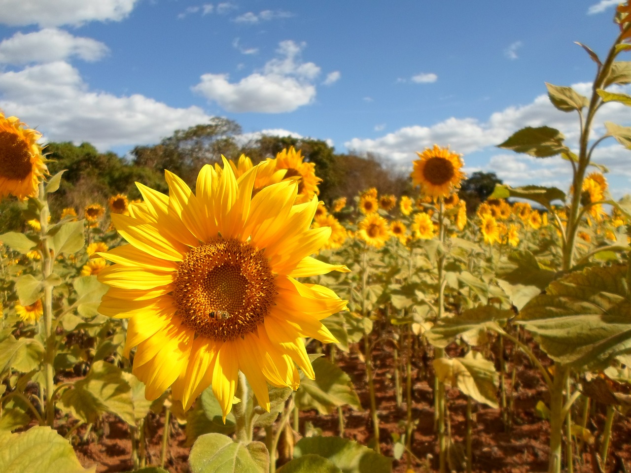 sunflower field flower free photo