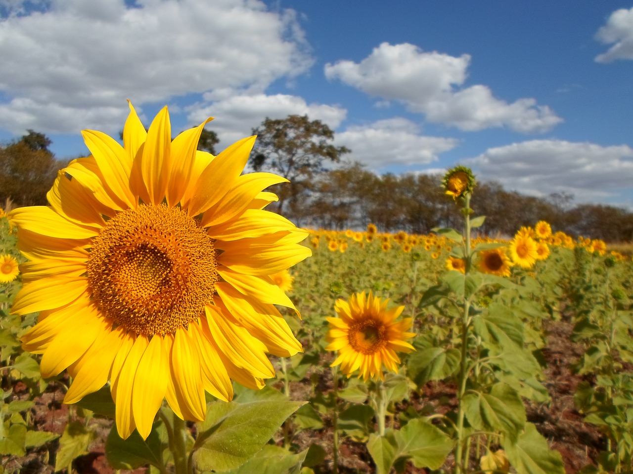 sunflower field flower free photo