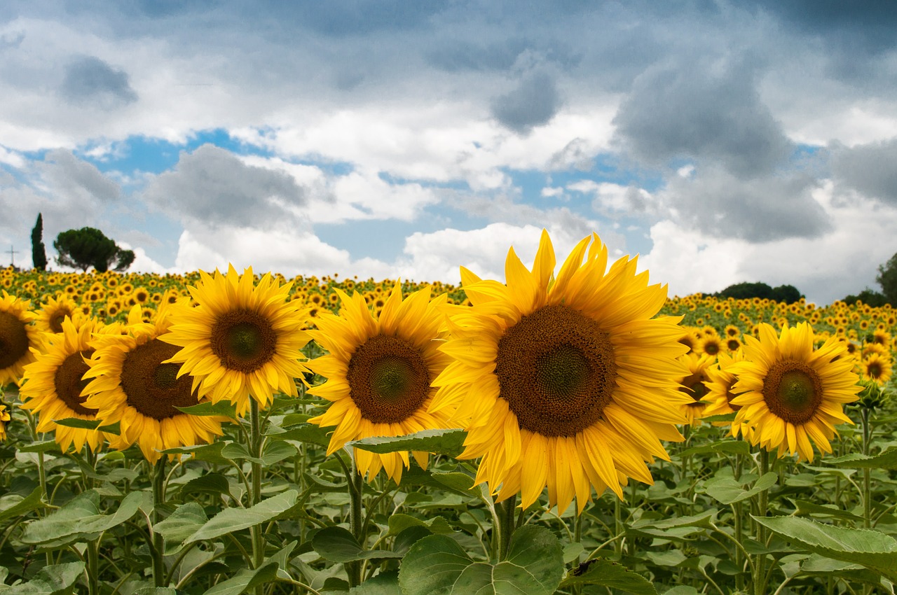 sunflower summer sun free photo