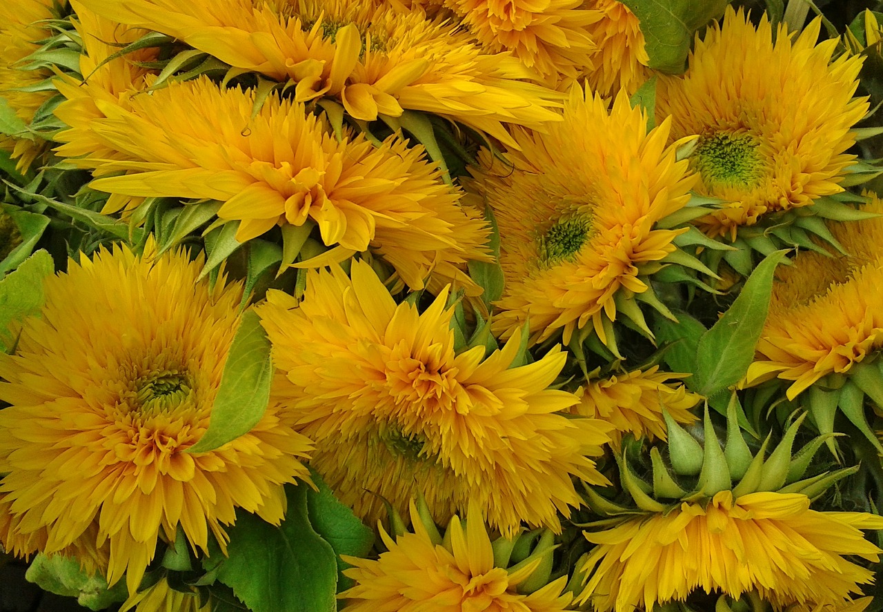 sunflower flowers yellow free photo