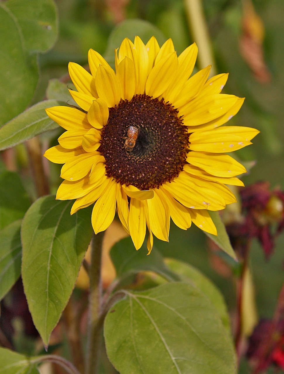 sunflower bee wasp free photo