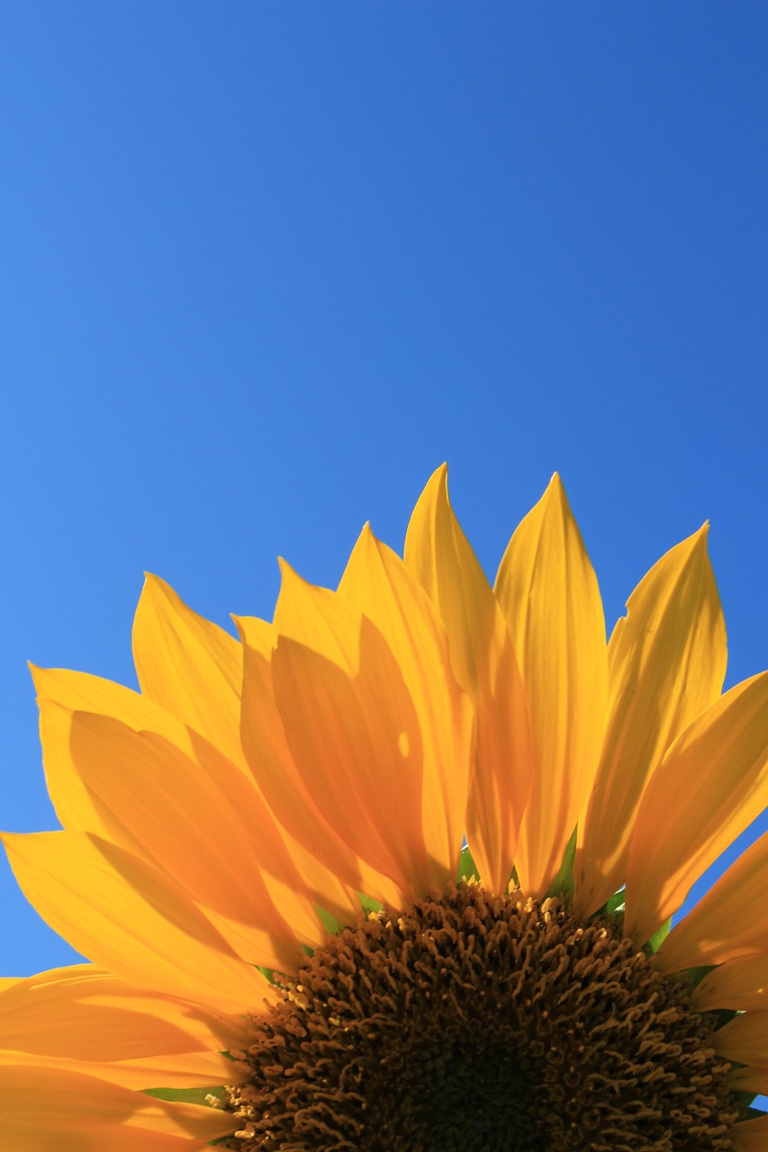 sunflower blue sky free photo