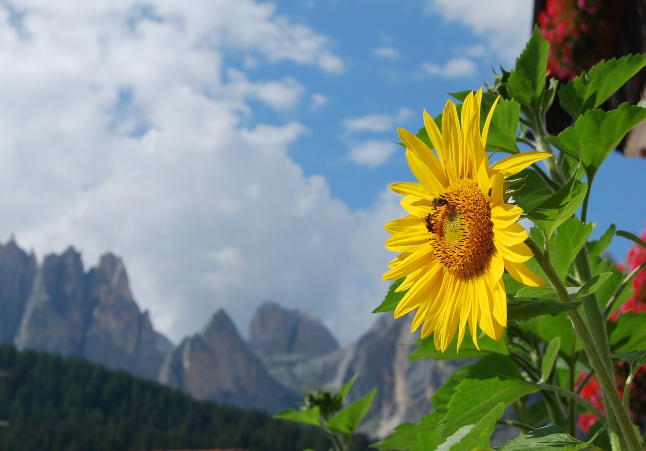 sunflower alps dolomites free photo