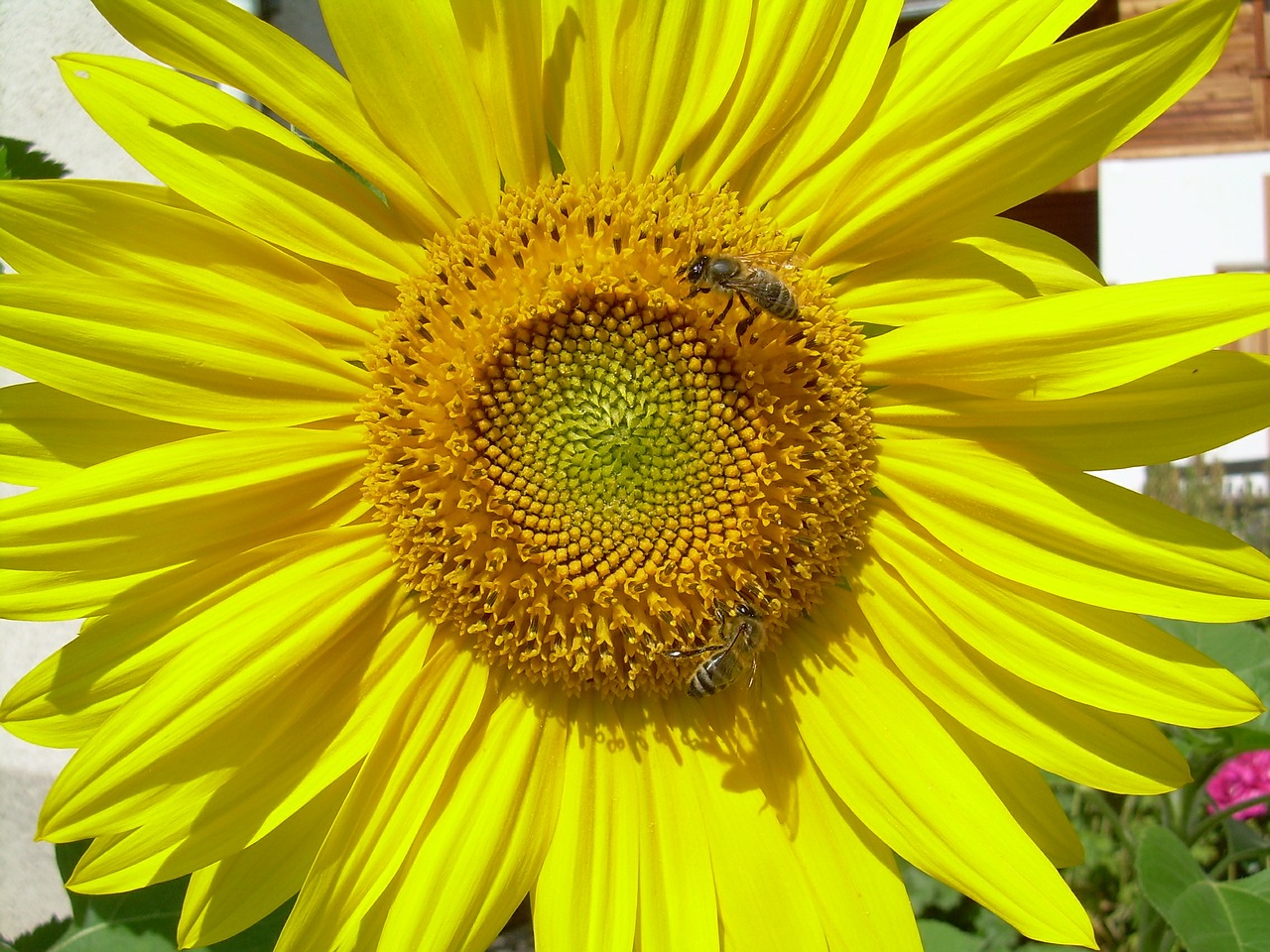 sunflower yellow flowers free photo