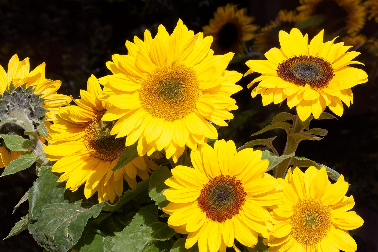 sunflower helianthus annuus flowers free photo