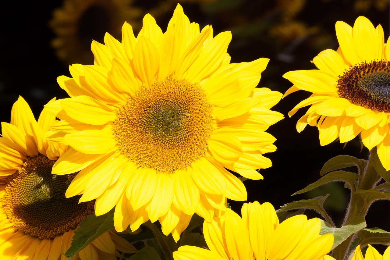 sunflower helianthus annuus flowers free photo