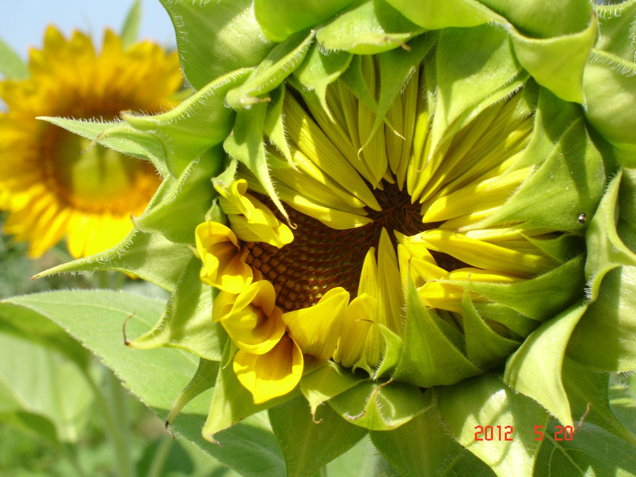 sunflower botanical plants free photo