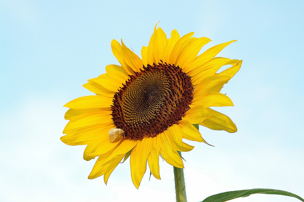 sunflower yellow nature free photo