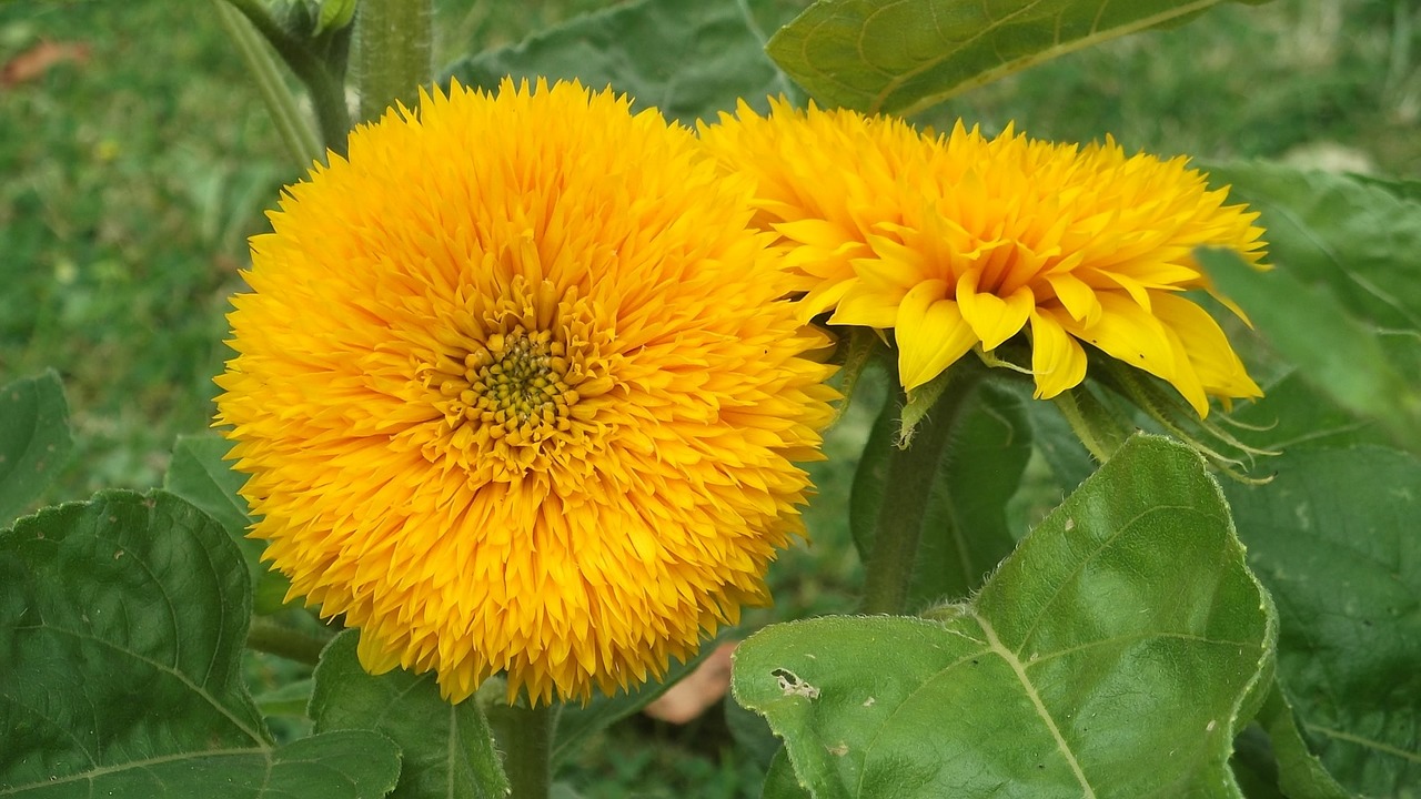 sunflower yellow summer free photo