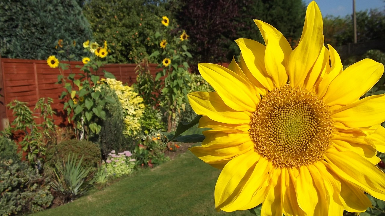 sunflower flower summer free photo