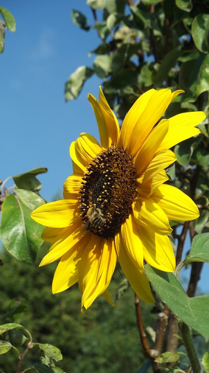 sunflower bee summer free photo