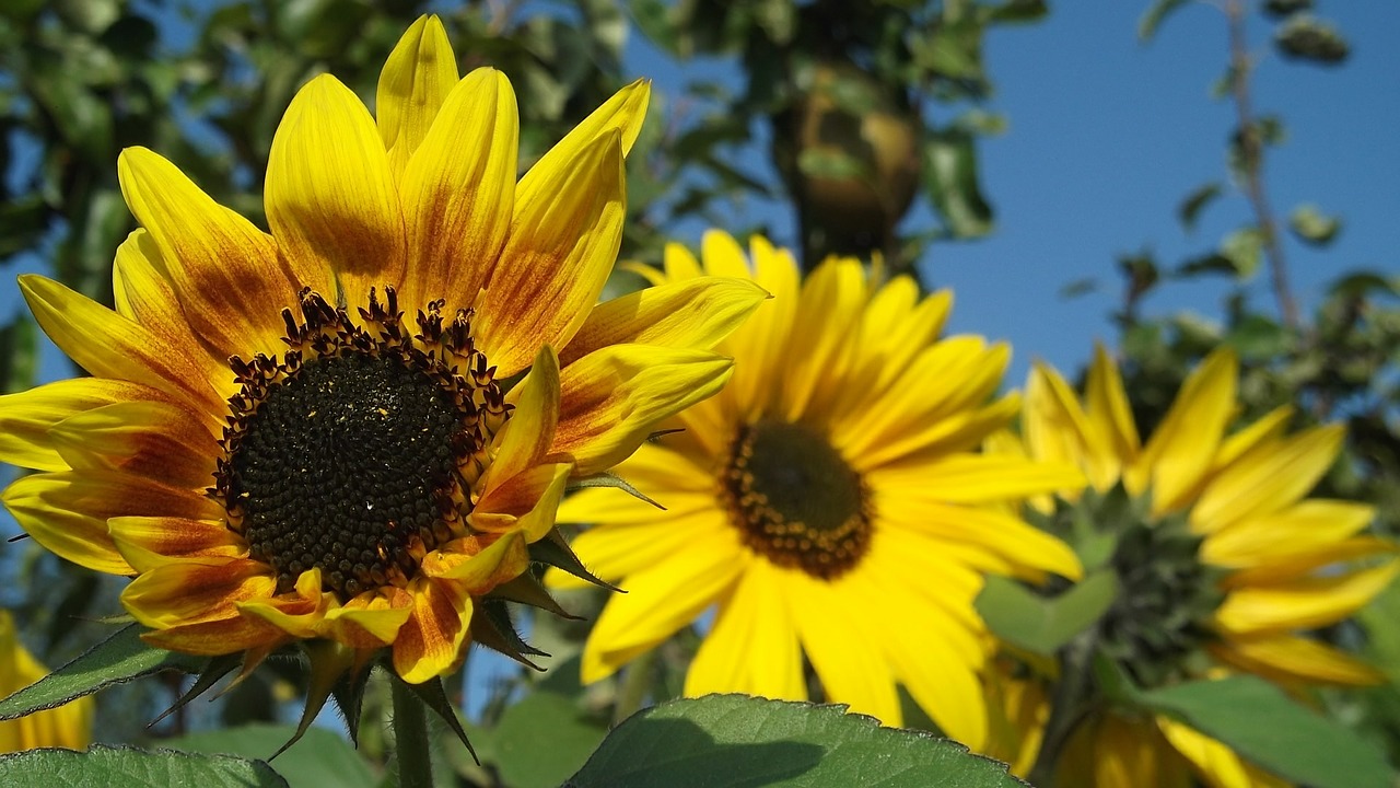 sunflower bright nature free photo