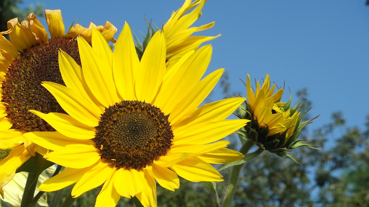 sunflower bright yellow free photo