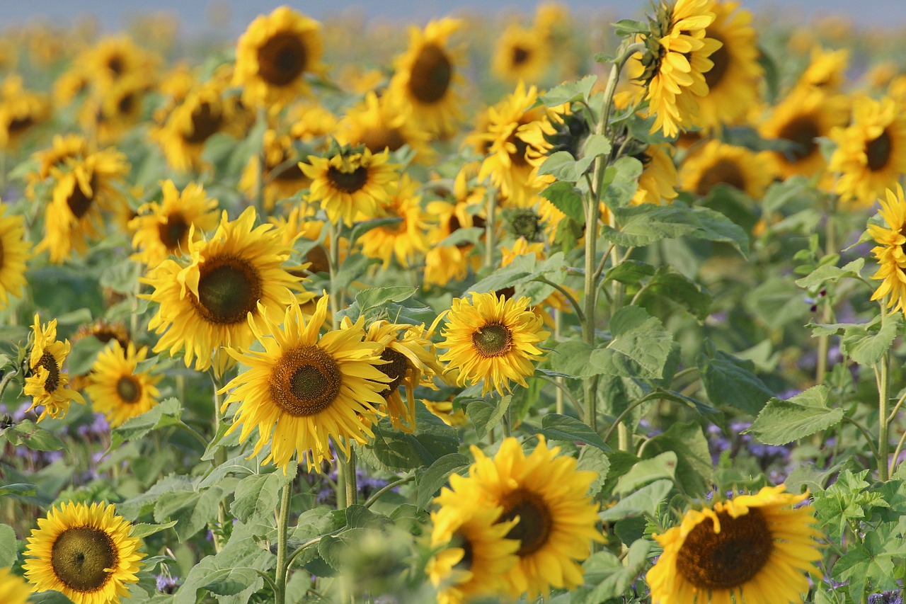 sunflower helianthus annuus composites free photo