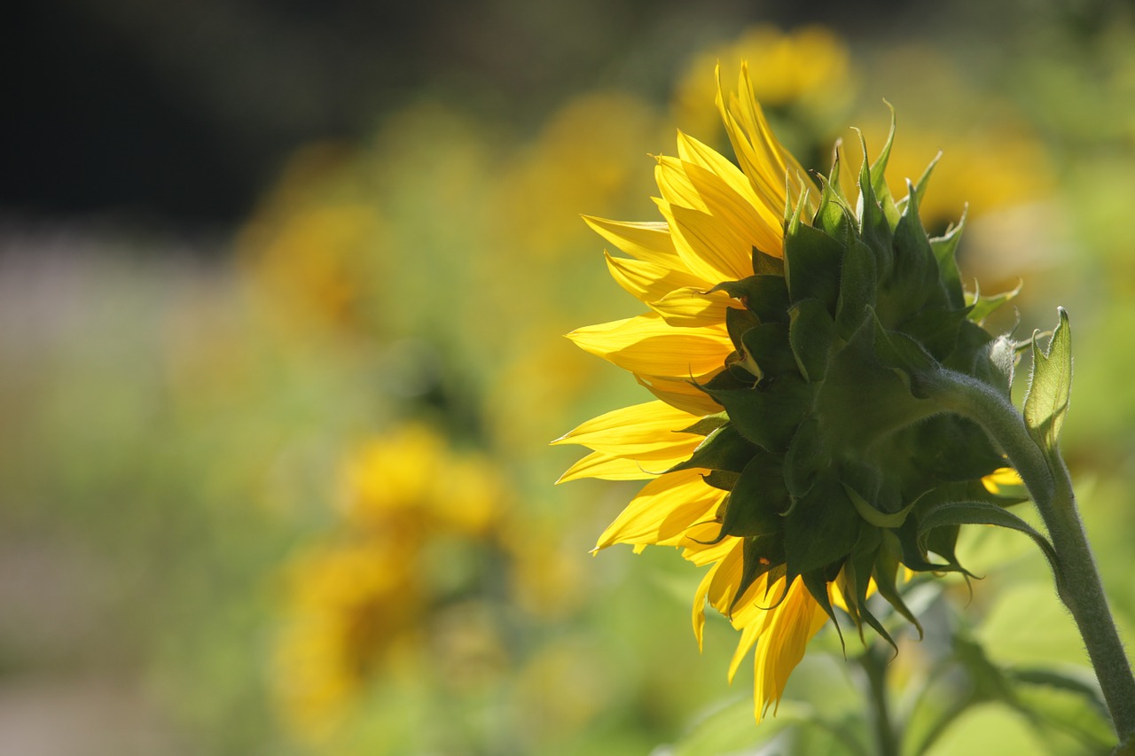 sunflower flowers sunshine free photo