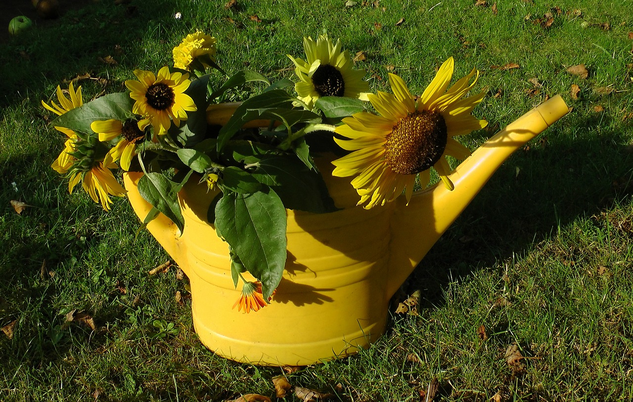 sunflower watering can faded free photo