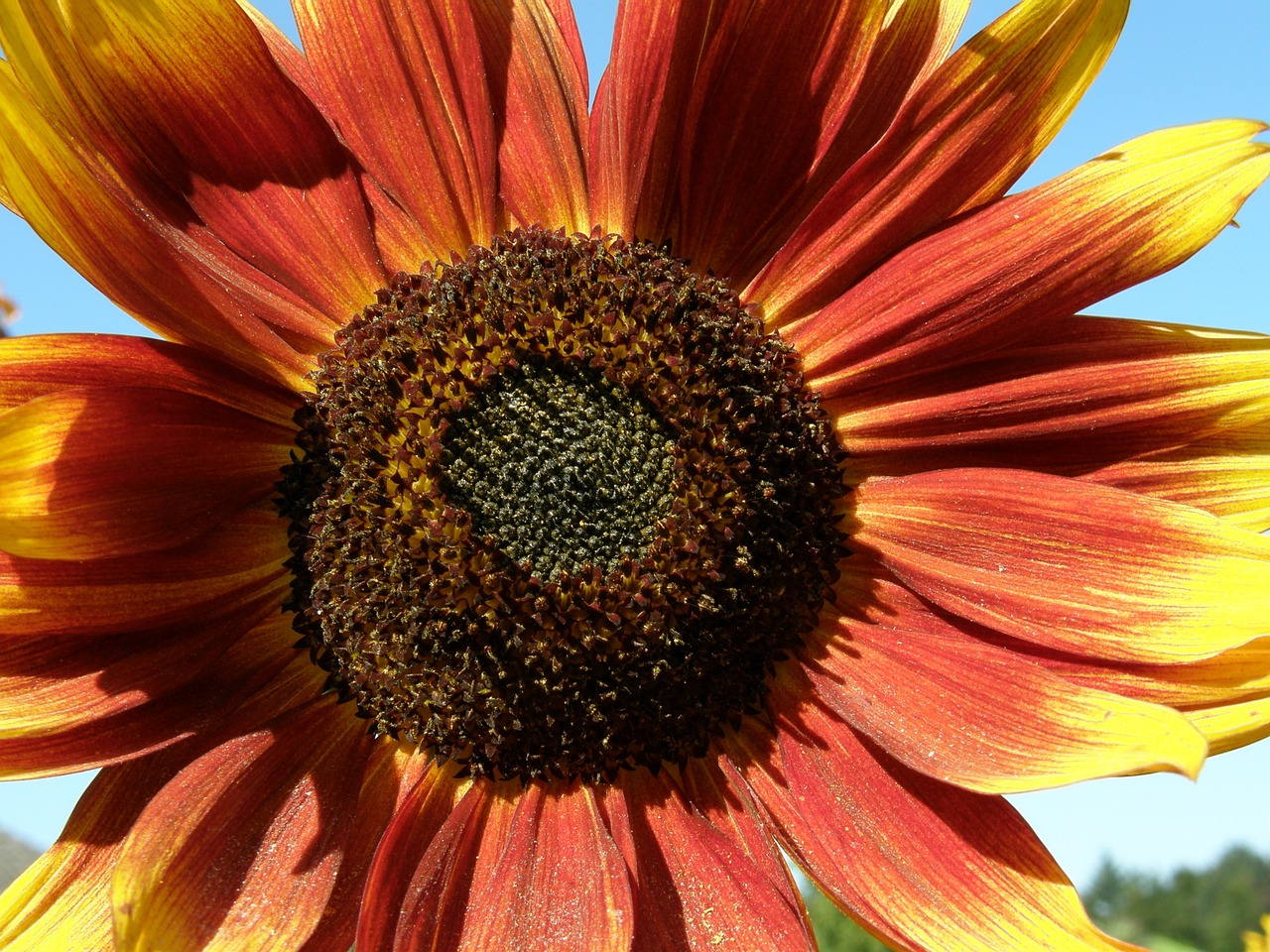 sunflower red yellow free photo