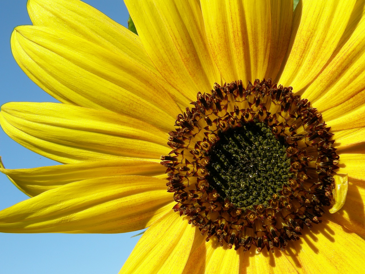 sunflower red yellow free photo