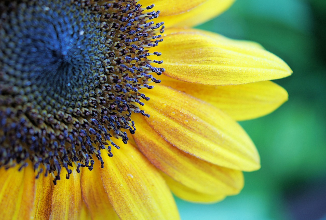 sunflower yellow flower free photo