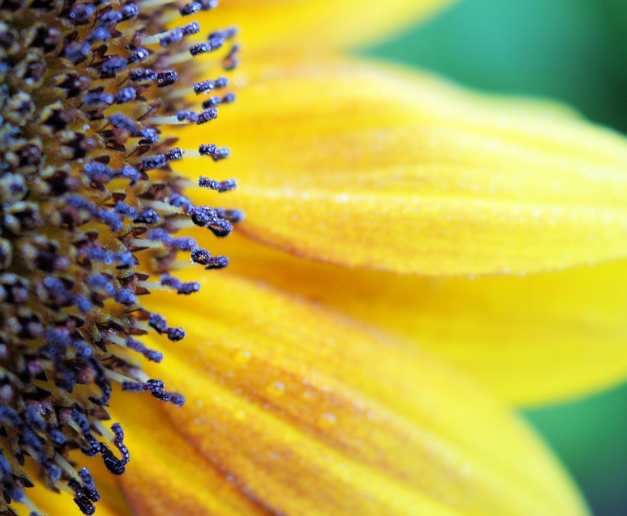 sunflower yellow flower free photo