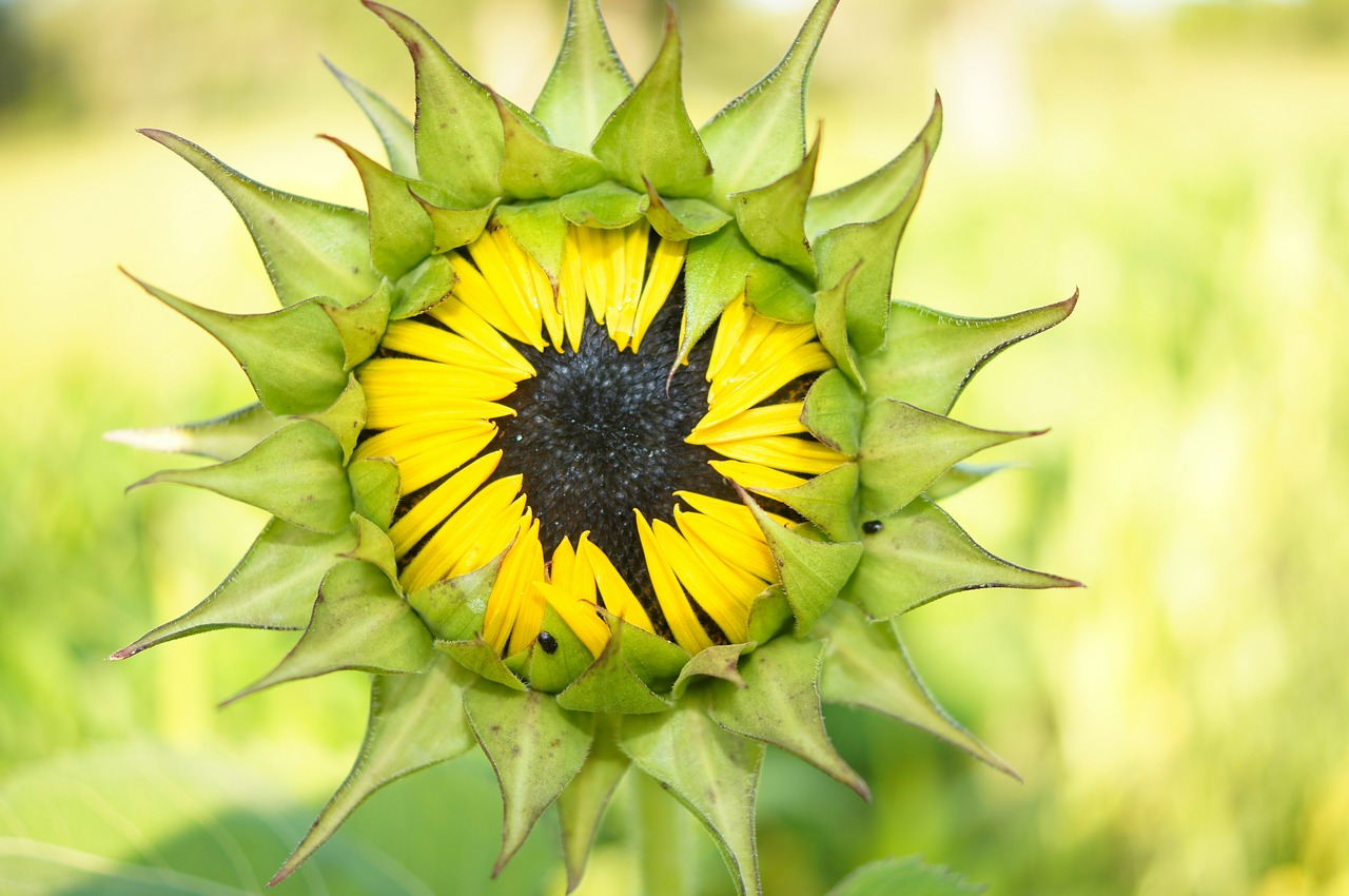 sunflower bloom flower free photo