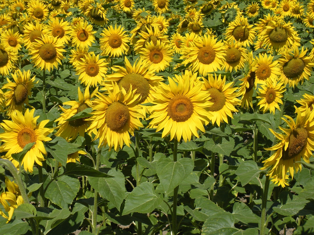 sunflower field flowers free photo